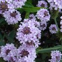 Verbena rigida 'Polaris'